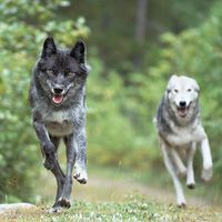 Gray wolf. Grey wolf. Timber wolf. Canis lupus. Canidae. Wolves. Two gray wolves running in forest near Golden, British Columbia, Canada.