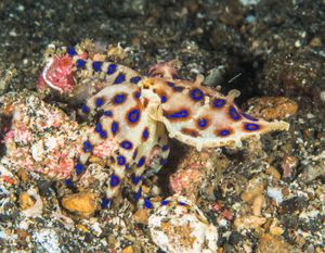 blue-ringed octopus