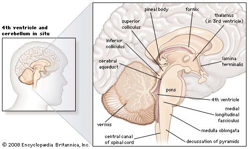 structures of the human brain