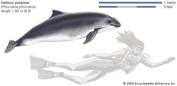 Harbour porpoise (Phocoena phocoena).