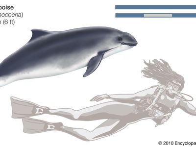 Harbour porpoise (Phocoena phocoena).