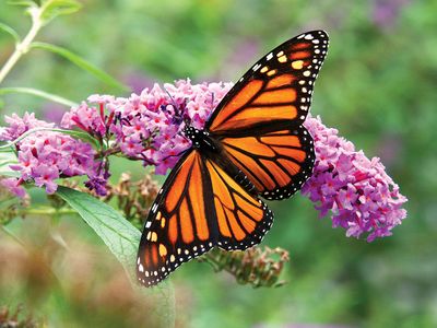 Monarch butterfly on Buddleja