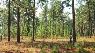 Discover the science and methods of silviculture, the management of forests