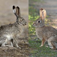 Comparison of a hare and a rabbit. (Left-hare) black-tailed jackrabbit (Lepus californicus); (right-rabbit) desert cottontail (Sylvilagus audubonii)