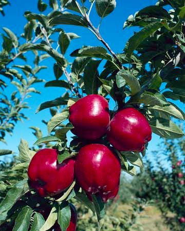 Apples ripening on a tree.