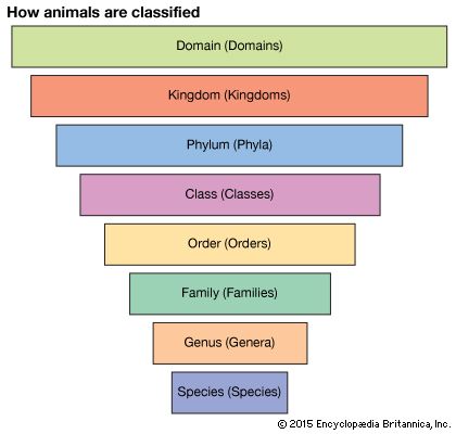 biological classification