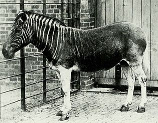 quagga