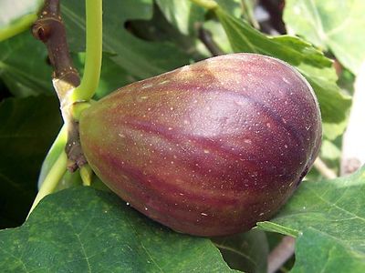 common fig