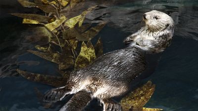 How sea otters preserve their ecosystem