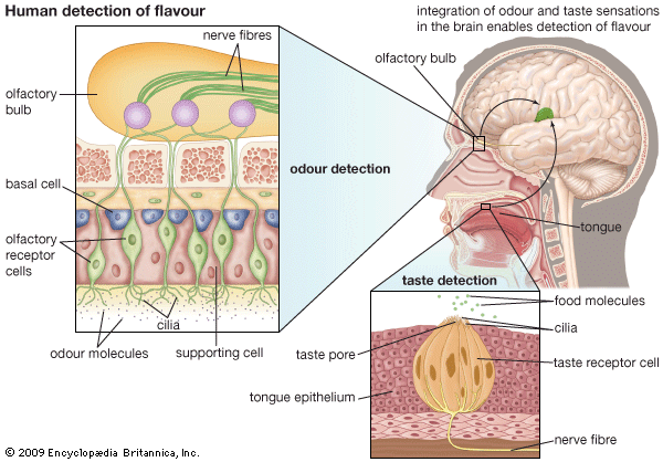 Human detection of flavor