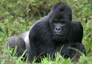 mountain gorilla (Gorilla gorilla beringei)