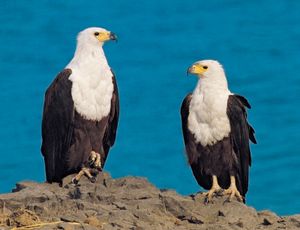 fish eagle