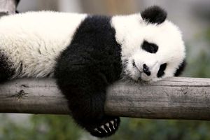 giant panda cub (Ailuropoda melanoleuca)