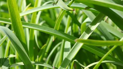 How different plants store their seeds