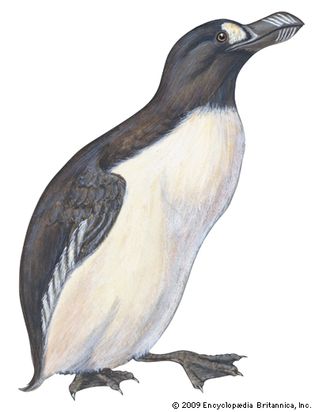 great auk