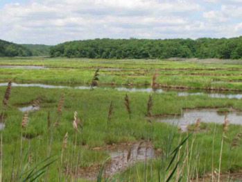 salt marsh