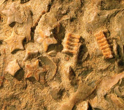 Fossil record