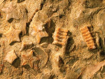 Fossil record