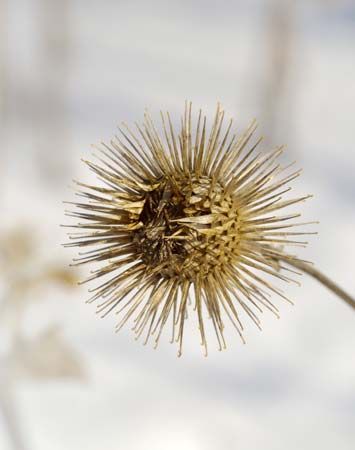 burdock