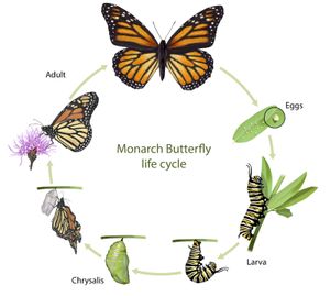 Monarch butterfly life cycle