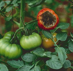 tomato blossom-end rot