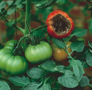 tomato blossom-end rot