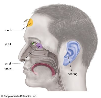 The five basic human senses.