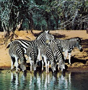 plains zebras at a waterhole