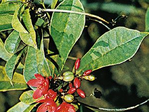 Peregrina (Jatropha integerrima)