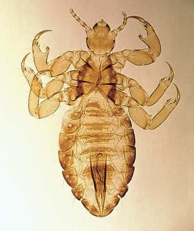 Male human louse (Pediculus humanus; magnified about 15 12 ×)