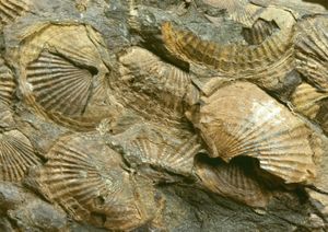 brachiopod fossils