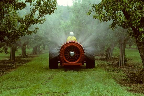 apple orchard