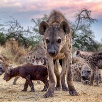 Spotted hyena (Crocuta crocuta) family, Botswana