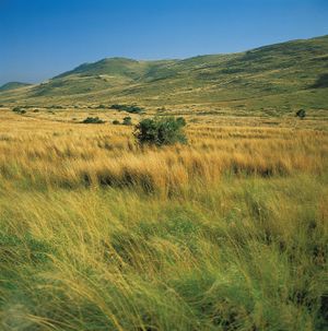 grassland