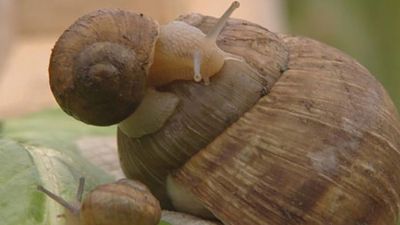 The structure of snail shells explained