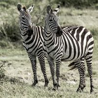 Two zebras, Serengeti Naitonal Park, Tanzania.