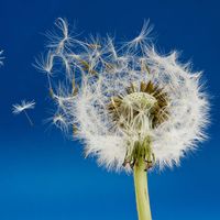 Dandelion with seeds blowing in the wind.  Seed dispersion.