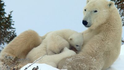 Survival challenges for polar bear cubs in the Arctic