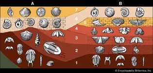 fossil-containing strata