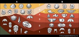 fossil-containing strata