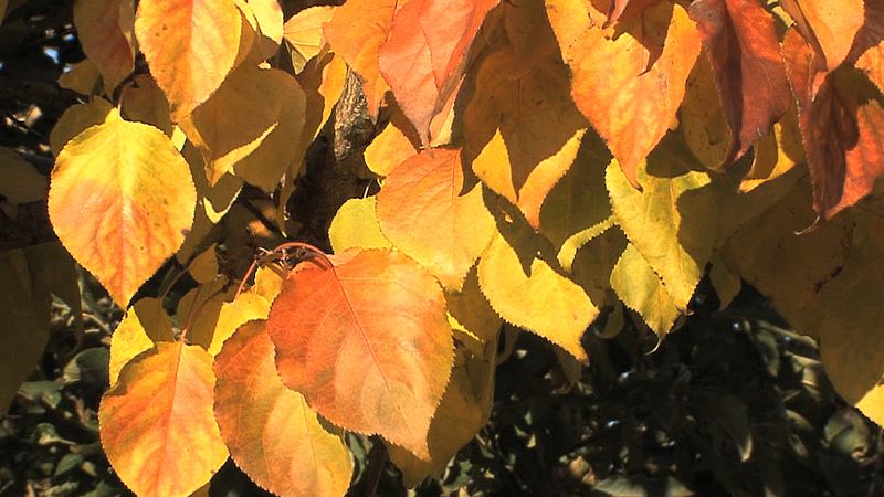 How leaves are adapted to their environments