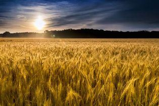 Kansas wheat field