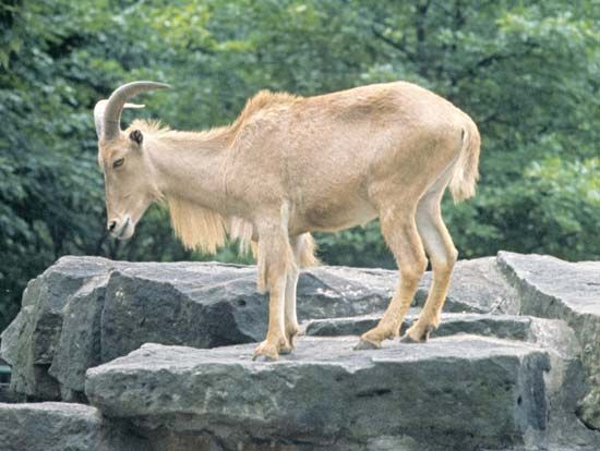 Aoudad