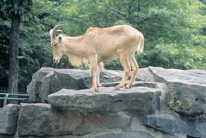 Aoudad