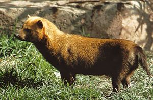 Bush dog (Speothos venaticus)