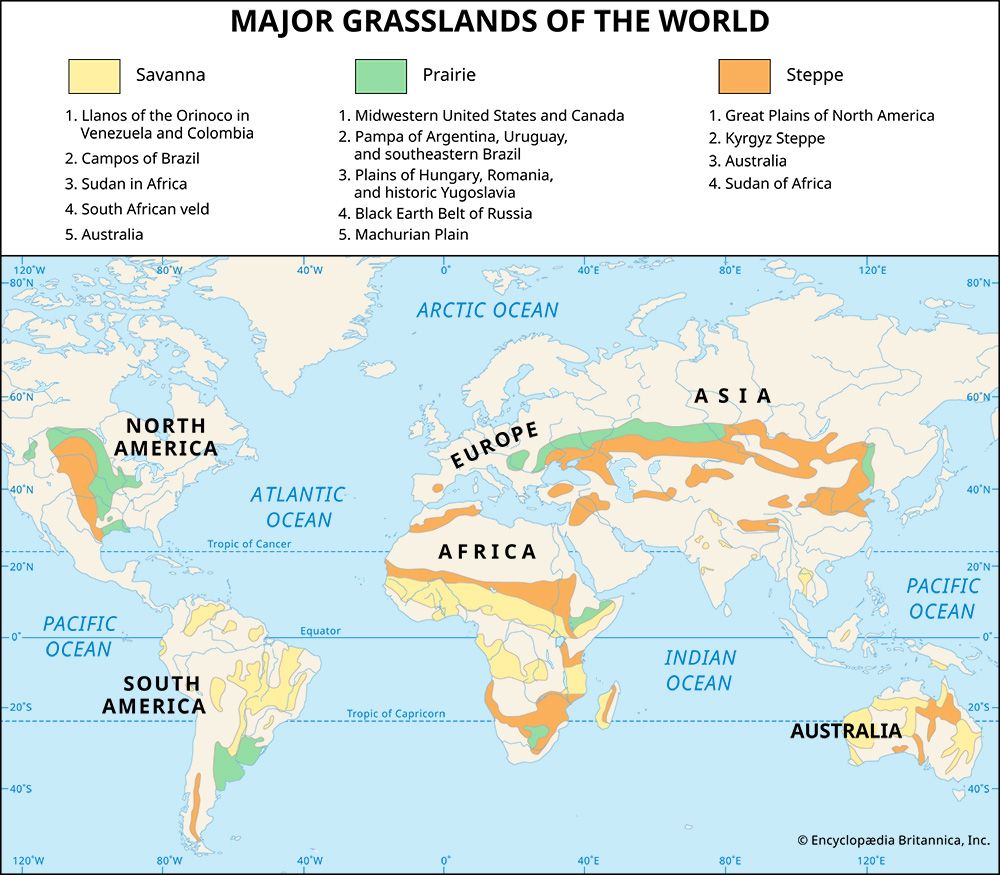 grassland regions: savanna, prairie, and steppe