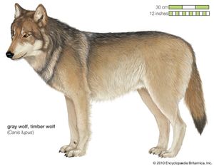 gray wolf