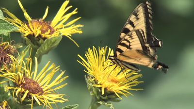 Discern between self-sustaining autotrophs and consumer heterotrophs and find their places in the food chain