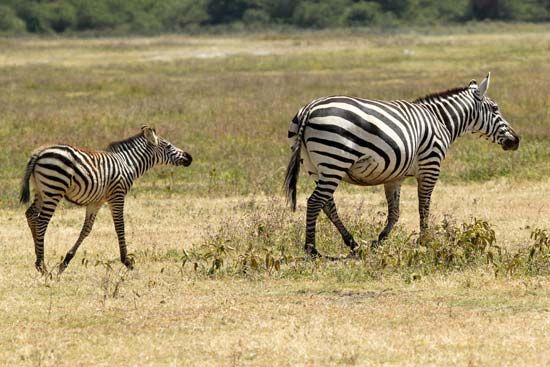 An adult and a young plains zebra (Equus quagga).