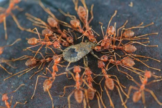 Worker ants